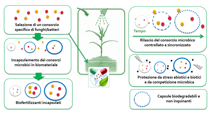 Schema del processo di produzione delle capsule biofertilizzanti. (Immagine da Istituto Sant'Anna).