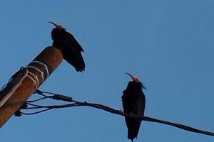 I due ibis eremita avvistati all'Isolotto, Firenze (foto di A. Landini)