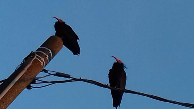 I due ibis eremita avvistati all'Isolotto, Firenze (foto di A. Landini)