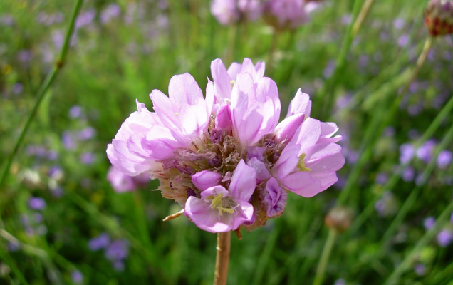 Armeria denticulata.