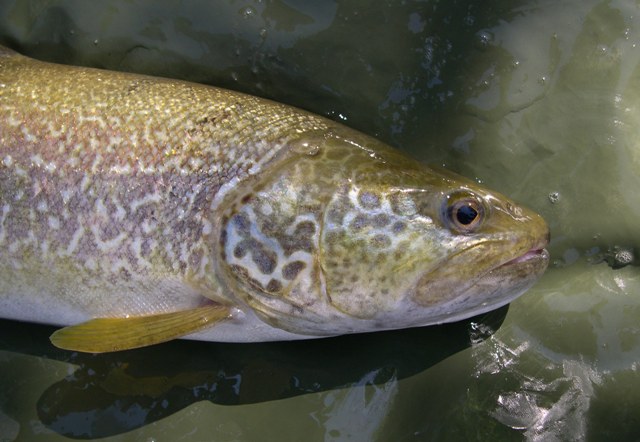 Trota marmorata (foto di Simone Rossi per Wwf)