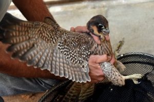 Il salvataggio di un falco pellegrino