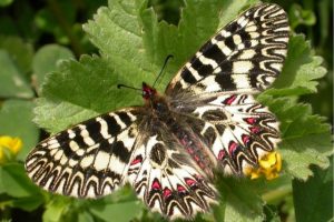 Zerynthia cassandra (foto di Leonardo Dapporto)