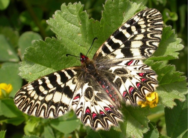 Zerynthia cassandra (foto di Leonardo Dapporto)