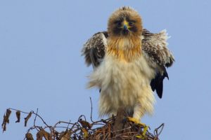 Aquila minore (foto di Pietro Fadda)