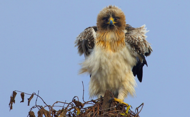 Aquila minore (foto di Pietro Fadda)