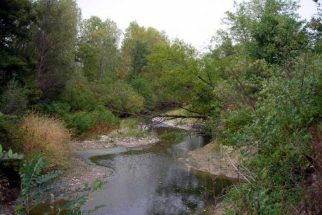 Bosco ripariale