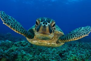 caretta-caretta-tartarughe-marine-Toscana-ambiente