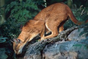gatto-dorato-Caracal-aurata-toscana-ambiente