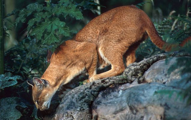 gatto-dorato-Caracal-aurata-toscana-ambiente