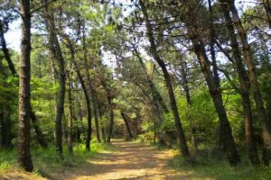 pinete-di-viareggio