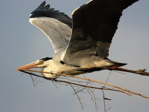 Airone cinerino (foto di Alessio Bartolini)