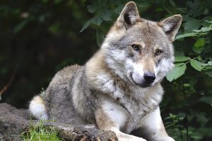 Lupo-lupi-toscana-ambiente