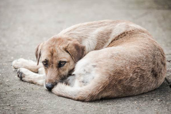 cani-randagi-randagismo-toscana-ambiente