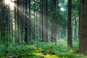 foreste-Toscana-ambiente