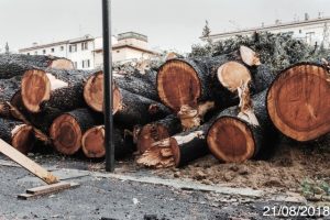 Poggibonsi, piazza Mazzini: tronchi dei cedri del Libano (pellet)