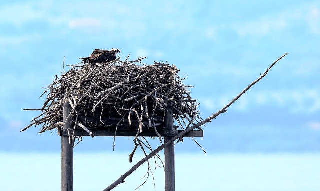 Foto di Fabio Cianchi per WWF