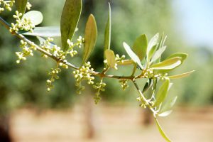 olivi-pisa-toscana-ambiente