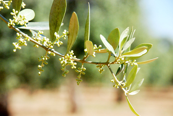 olivi-pisa-toscana-ambiente