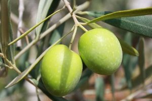 olivicoltura-biologica-chianti-toscana-ambiente
