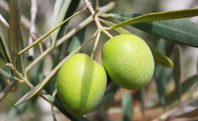 olivicoltura-biologica-chianti-toscana-ambiente