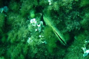 Una nacchera morta lunga circa 40 cm., foto scattata il 7 luglio (da Legambiente Arcipelago toscano)