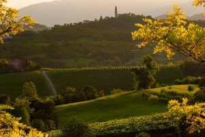 Colline prosecco