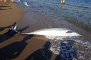 Il delfino spiaggiato a Vada (foto Arpat)