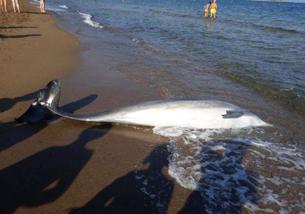 Il delfino spiaggiato a Vada (foto Arpat)