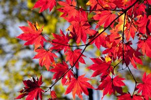 Foglie-rosse-toscana-ambiente