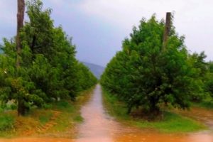 Un frutteto allagato (foto Coldiretti Arezzo)