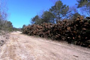 Tagli boschivi al Belagaio, nella riserva del Farma (foto da Wwf Siena)