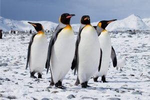 pinguini-siena-toscana-ambiente