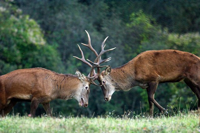 Combattimento di cervi in amore (foto di Graziano Capaccioli)