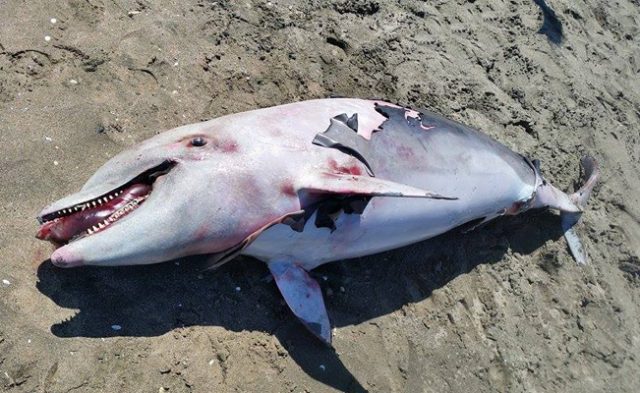 delfini-morti-toscana-ambiente
