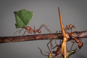 Formiche tropicali della specie Atta cephalotes. (foto da Wikipedia).