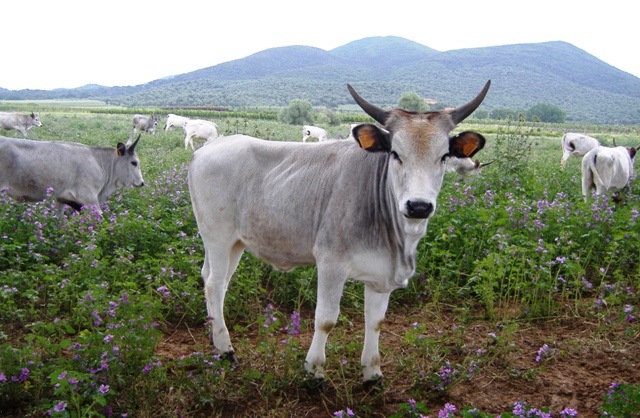 Vitello-maremmano