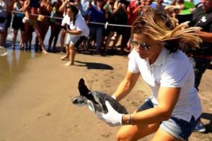 La dottoressa Luana Papetti libera Nausicaa (foto tartAmare)