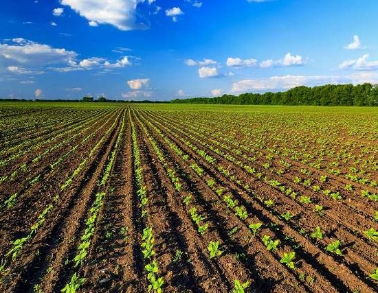 agricoltura-biologica-italia-primato-europeo