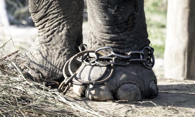 circo-animali-poggibonsi-toscana-ambiente