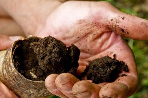 corno-letame-biodinamico-firenze-toscana-ambiente