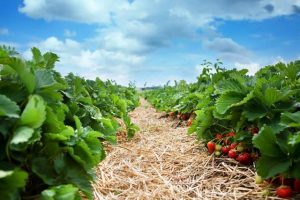 fresh organic strawberries growing on the vine