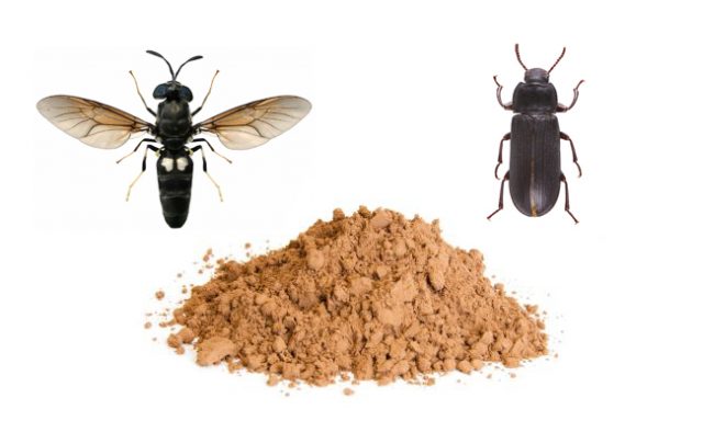 Da sinistra la mosca soldato nera (Hermetia illucens) e il verme delle farine (Tenebrio molitor).