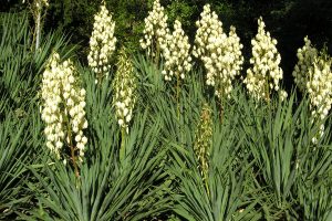 Jucca del Canadà (Yucca gloriosa).