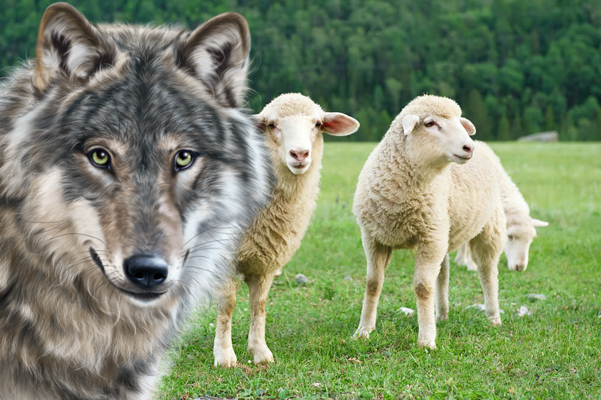lupo-pecore-capre-wwf-toscana-siena