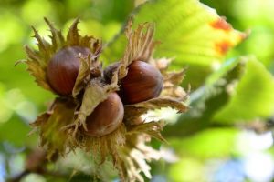 nocciole-toscana-ambiente