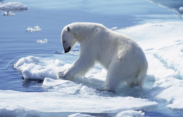 orso_polare_-clima-toscana-ambiente