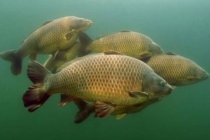 pesce-massaciuccoli-toscana-ambiente