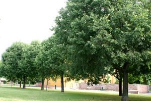 Esemplari di bagolari (Celtis australis).