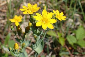 Blackstonia perfoliata.